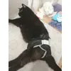 Pipo