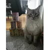 Rahjas neues Futter 