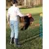 Haie agility