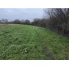 Longe 20m Jack Russell