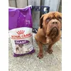 Meizee en attente de ses croquettes