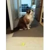Trixie noppboll med katt