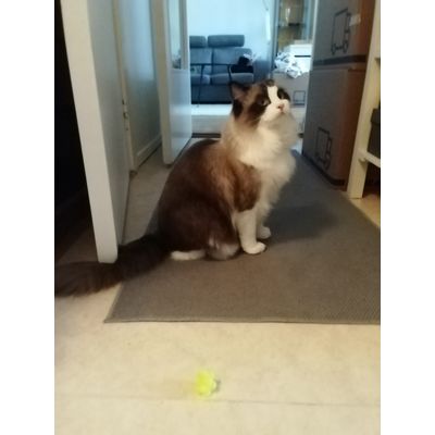 Trixie noppboll med katt