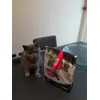 Margot e i suoi croccantini preferiti