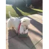 Archie 