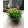 My cat loves it
