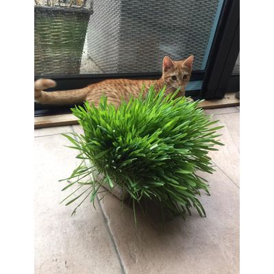 My cat loves it