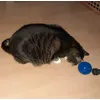 Futterball