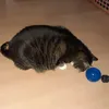 Futterball