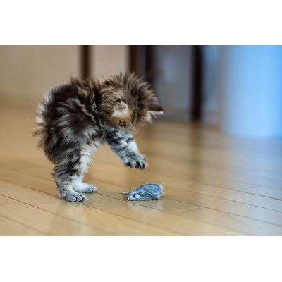 Mouse