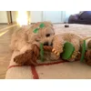 Playing with my toy