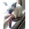 Biscuit