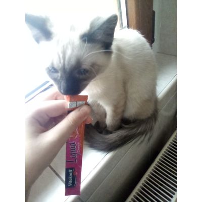Biscuit