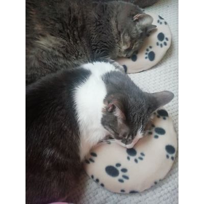 Cat family approved