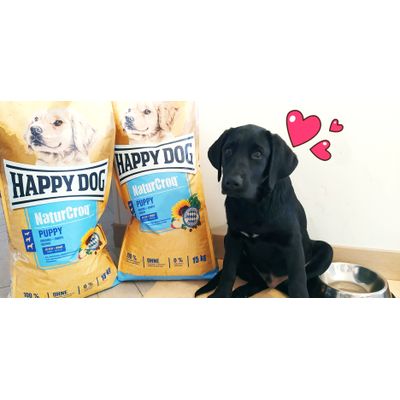 HappyDog