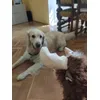 Sidra feliz