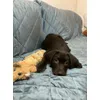 Ayra the chocolate labrador