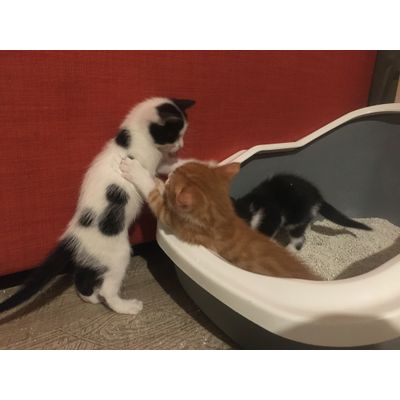 Playing everywhere