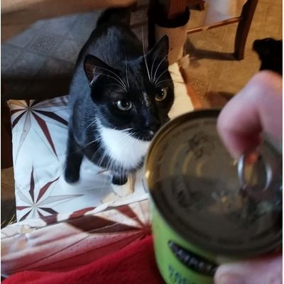 Pacific Tuna looove