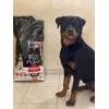 Roxy