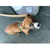 Als puppy