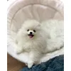 Lala 