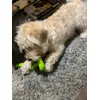 SnakeLove instagram Latte The Labradoodle