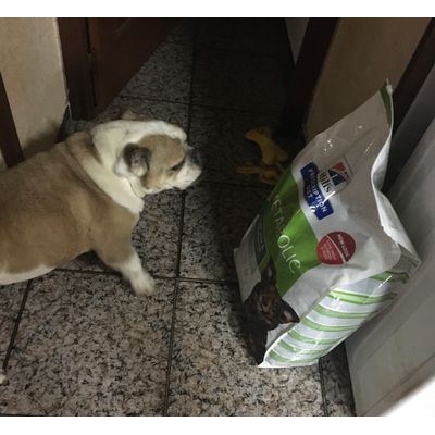 Comida