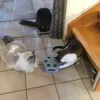 Unsere 3 Katzen sind begeistert