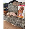 Birillo