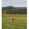 Frisbee fangen
