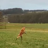 Frisbee fangen