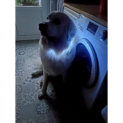 Nadar mit Trixie Leuchthalsband