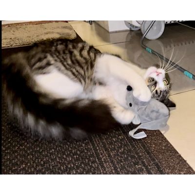 Oscar LOVES his mouse