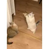 Attackeee
