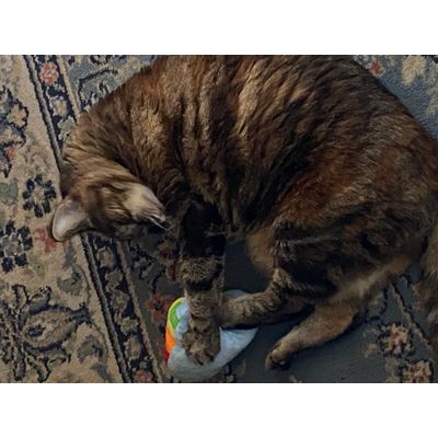 Crazy kitty