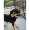 Mylo