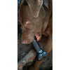 Minnie s new toy