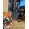 Odin 