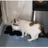 Nilo
