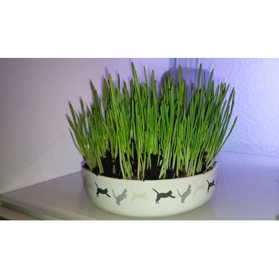 Kattengras