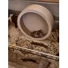 Rueda Trixie 28cm Hamster Sirio Hembra adulto