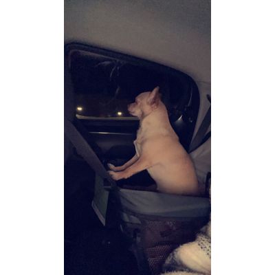 Tilfreds lille hund