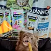 Ray loves Advance products
