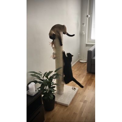 My cats love their tree
