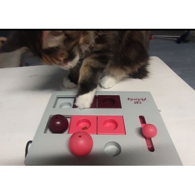 Maine coon approved
