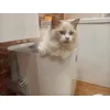 Kuweta Modkat