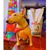 Nova comida para as minhas alergias