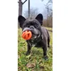 Koi and his preferite Ball 