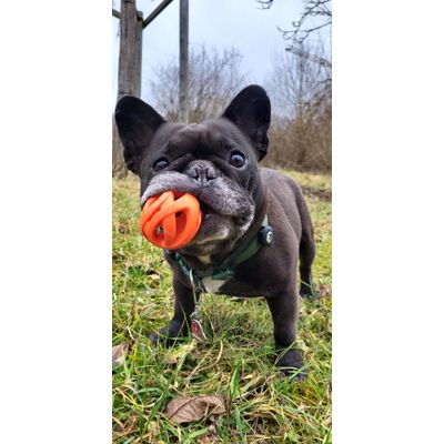Koi and his preferite Ball